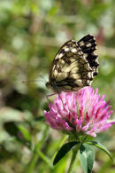 07-2089 Marbled White (Melanargia galathea) Vercors France